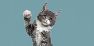 gatti