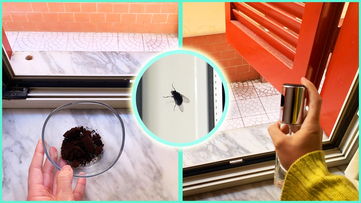 Persona che utilizza fondi di caffè e uno spray naturale come rimedi per allontanare le mosche dal davanzale della finestra.